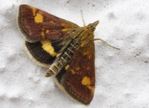 Buchsbaum Zünsler Schmetterling