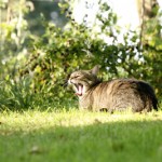 Gartengestaltung Katze gähnt