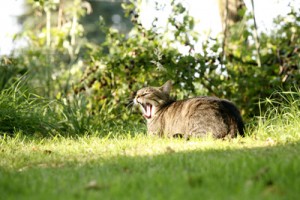 Gartengestaltung Katze gähnt