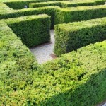 Heckenpflanzen Labyrinth