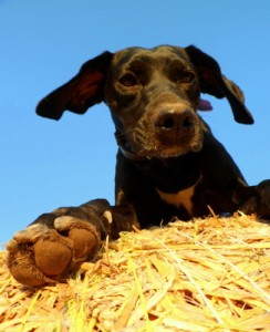 Hundezubehör Hund auf Heuballen