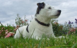 Hundezubehör Hundehalsband im eigenen Garten