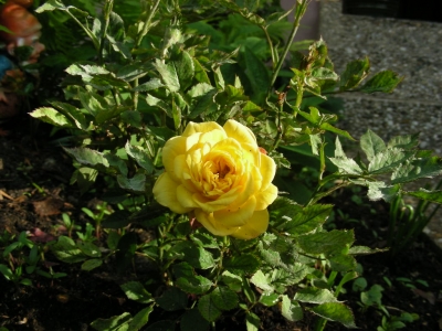 Sommerfröhlichkeit in Pflanzenform: Golden Gate Kletterrosen