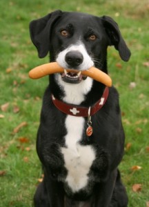 Hundezubehör modisches Hundehalsband