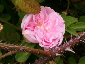 Rosen schneiden um Rosen Krankheiten entgegen zu wirken (c) Petra Geißler / pixelio.de