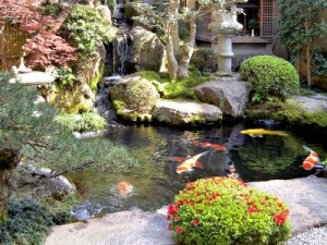 Teichfolie Koi Fische