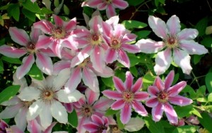 Clematis sind sehr farbenfroh