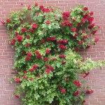 Kletterrosen