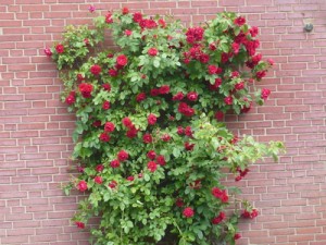 Kletterrosen